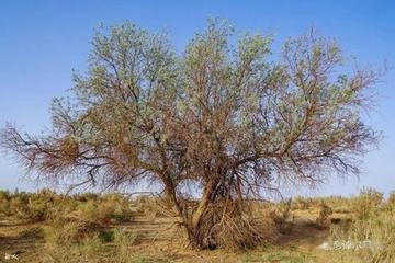 联机全球发布于金奎精品诗歌（图5）