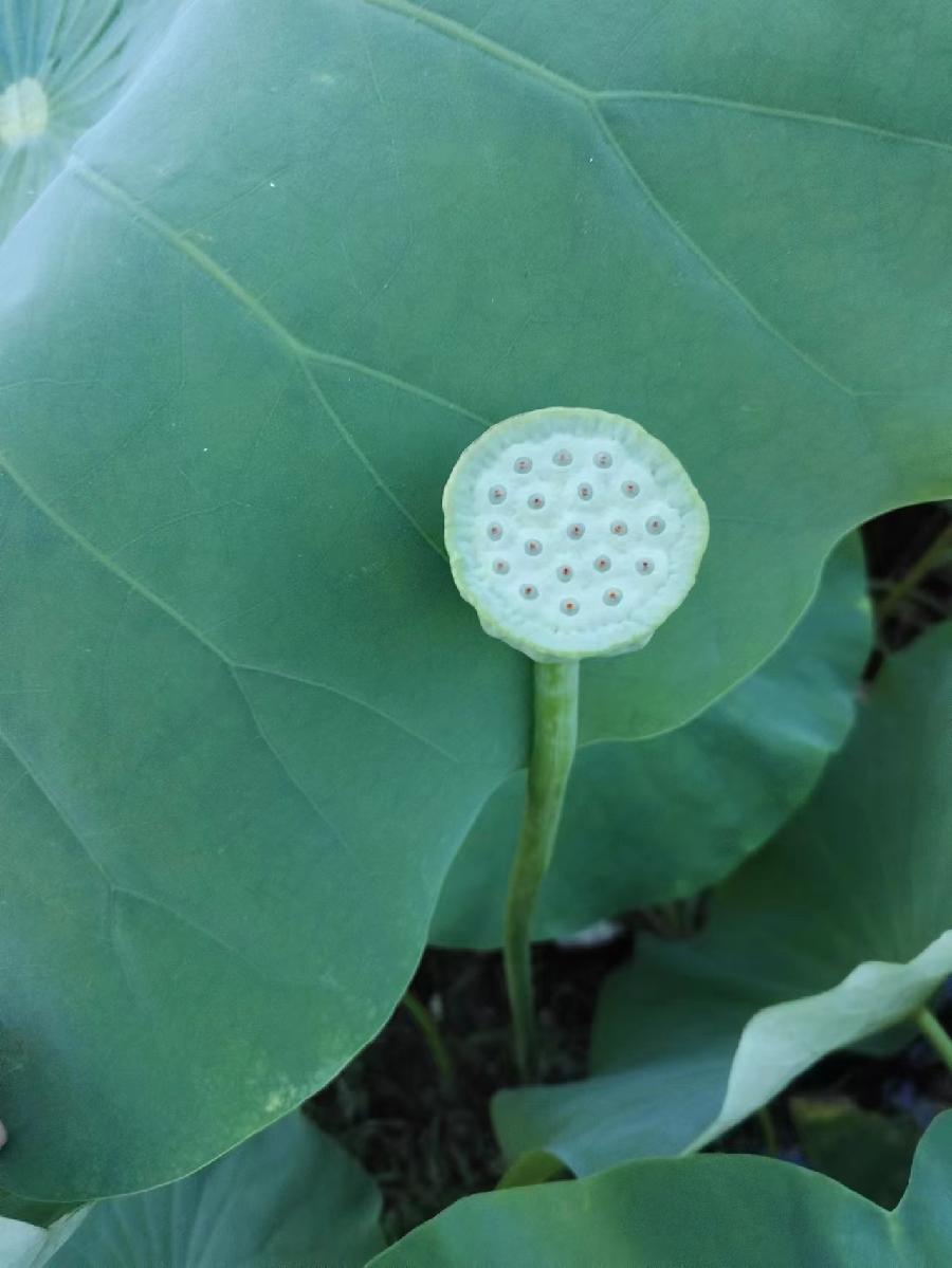 半仙赏荷（图6）