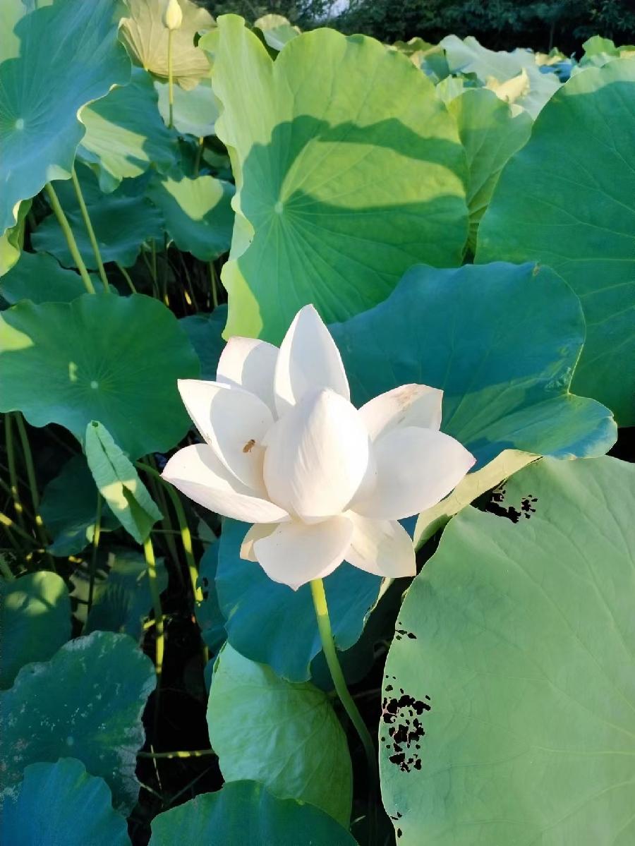 半仙赏荷（图7）