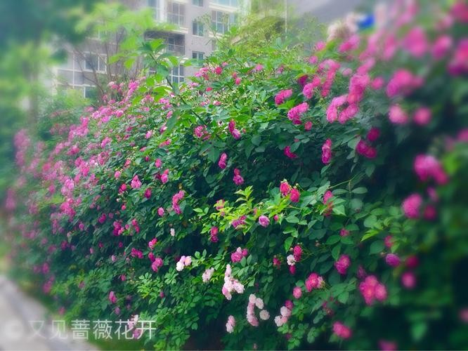 【经典推荐】昨夜天//恰好又见 那一场花开（图4）