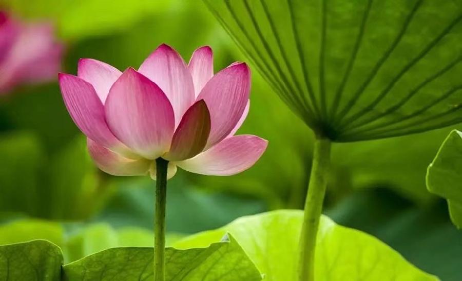 推荐诗人温俊满词《水龙吟•夏游避暑山庄》（图3）