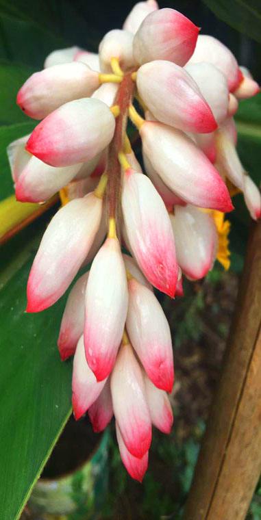 七绝.砂仁花