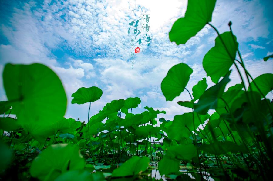 *荷花颂（现代诗歌）文/文成武就（广东）【冰心文化传媒】（图3）