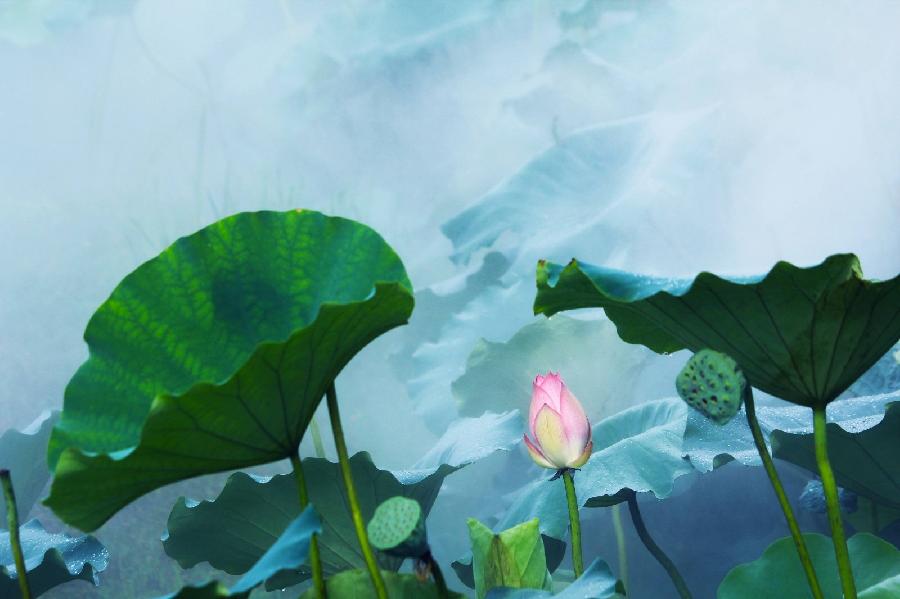 *荷花颂（现代诗歌）文/文成武就（广东）【冰心文化传媒】（图6）