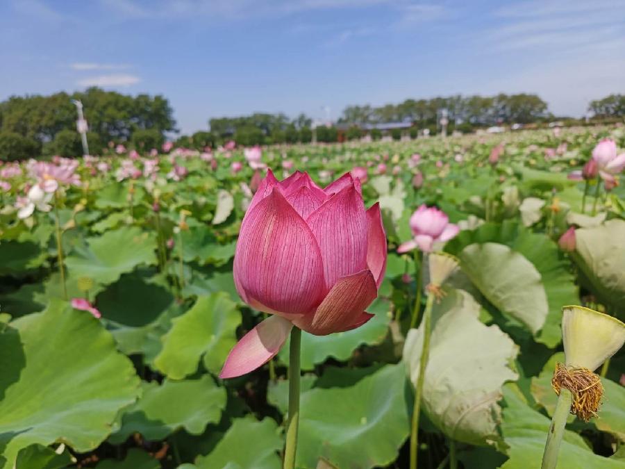 【当代文艺】《荷月观荷在漕东》作者:蒋四清(图14)