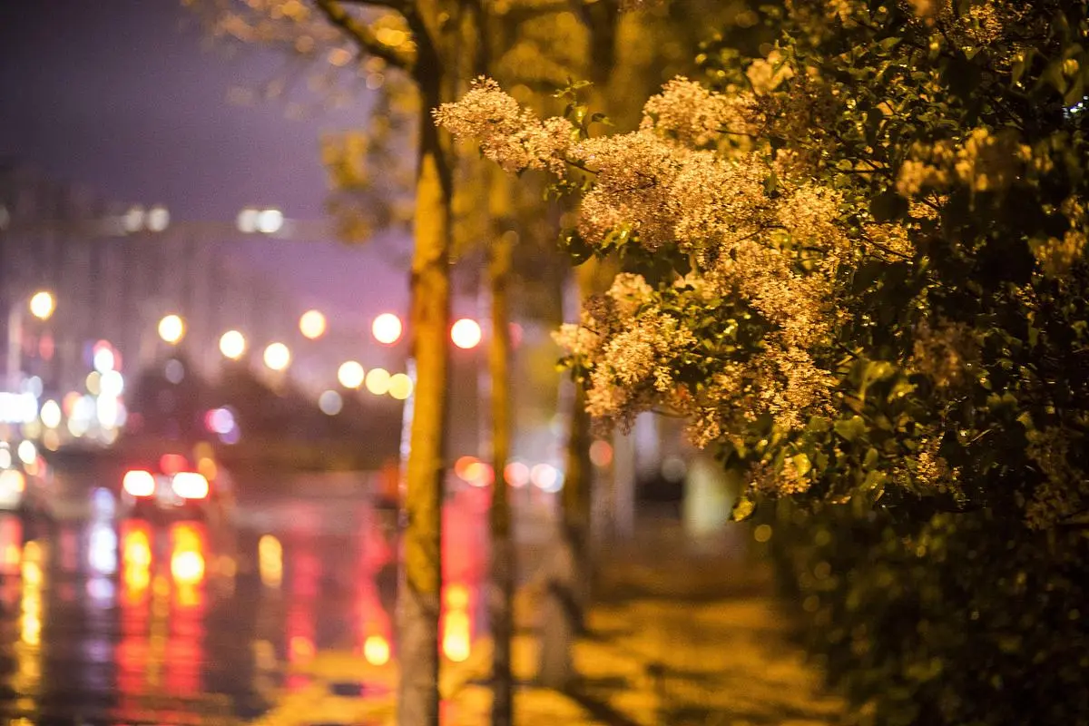 听 雨‖文图/赵京江（图10）