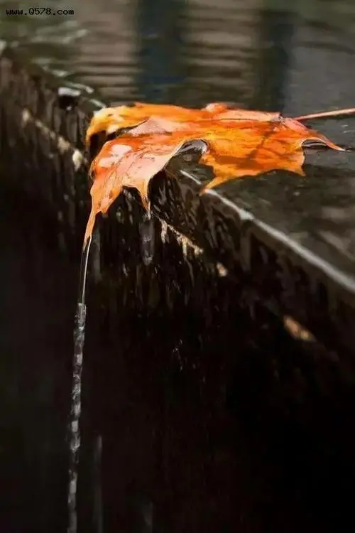 听 雨‖文图/赵京江（图2）