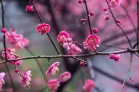 月下《七律·宁负春秋不负梅》诵/玉华（图3）
