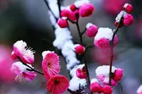 月下《七律·宁负春秋不负梅》诵/玉华（图2）