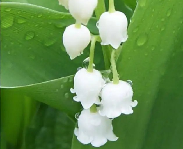 于向阳诗歌《怀念父亲》主播：傲雪红梅 编辑：小鱼儿 【北疆头条】（第237期）（图2）