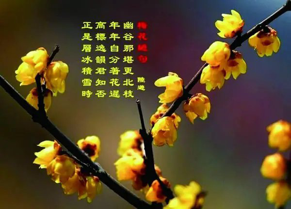 于向阳诗歌《怀念父亲》主播：傲雪红梅 编辑：小鱼儿 【北疆头条】（第237期）（图6）