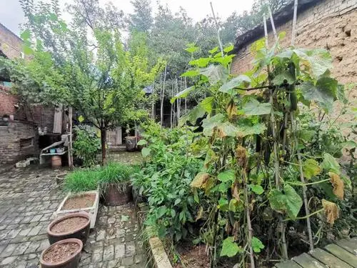 我的故乡早科村（图4）