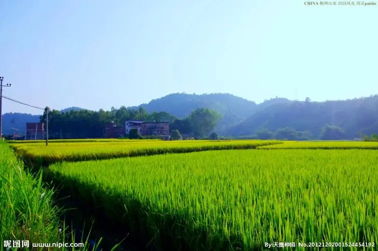 我的故乡早科村（图7）
