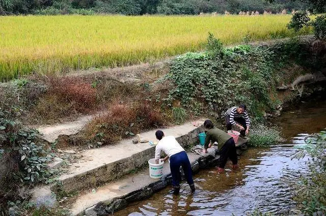 我的故乡早科村（图6）