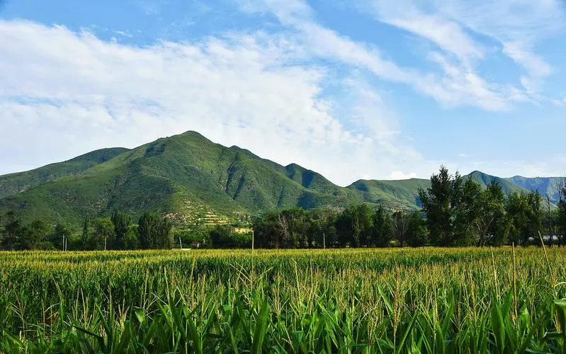 我的故乡早科村（图8）