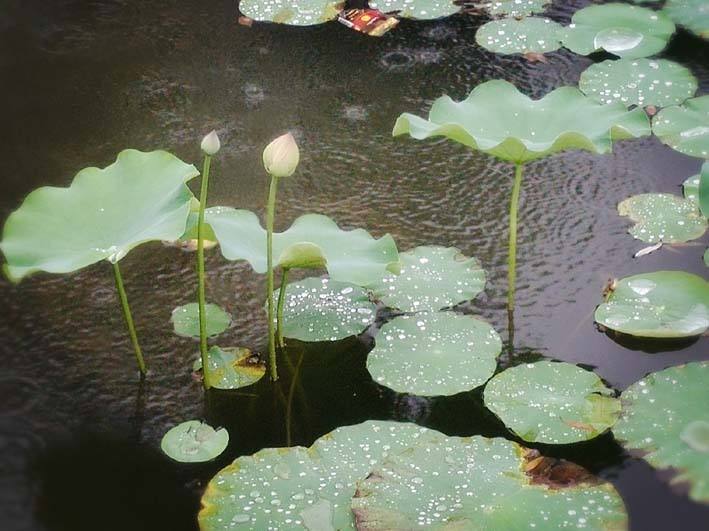 《故道文化•副刊》第二二二期：芊里诗歌