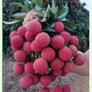 【自由诗】樱桃文/依然（图5）