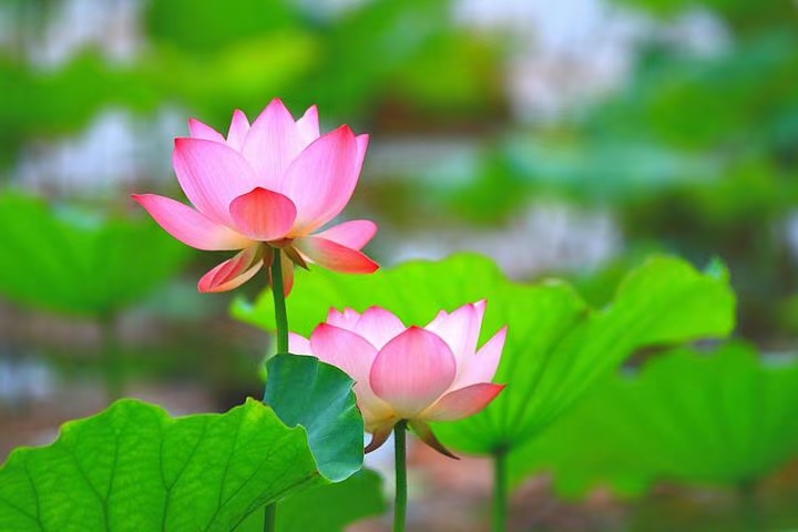 山中的古村落 (20首)湖北 蓝天风(图17)