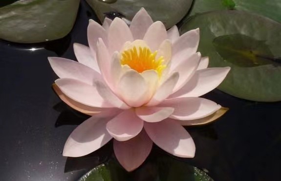 咏莲花 文/张会伟（图4）