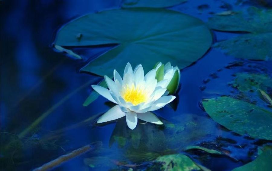 咏莲花 文/张会伟（图5）