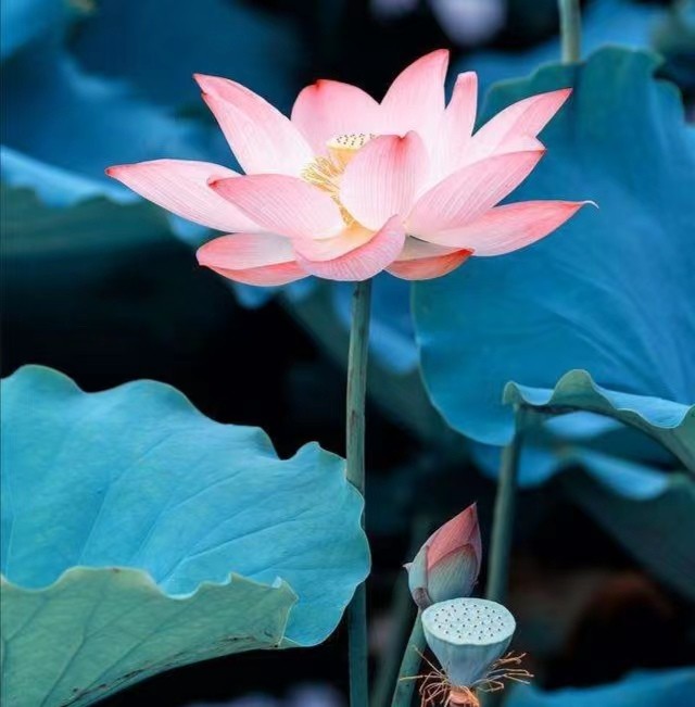 咏莲花 文/张会伟（图8）