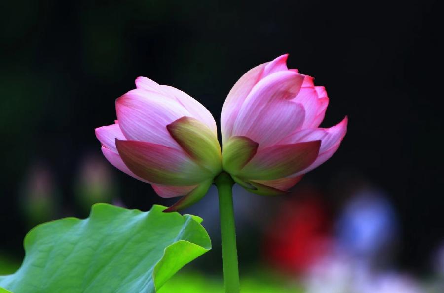 咏莲花 文/张会伟（图6）