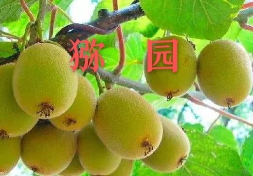 彭太光：猕园