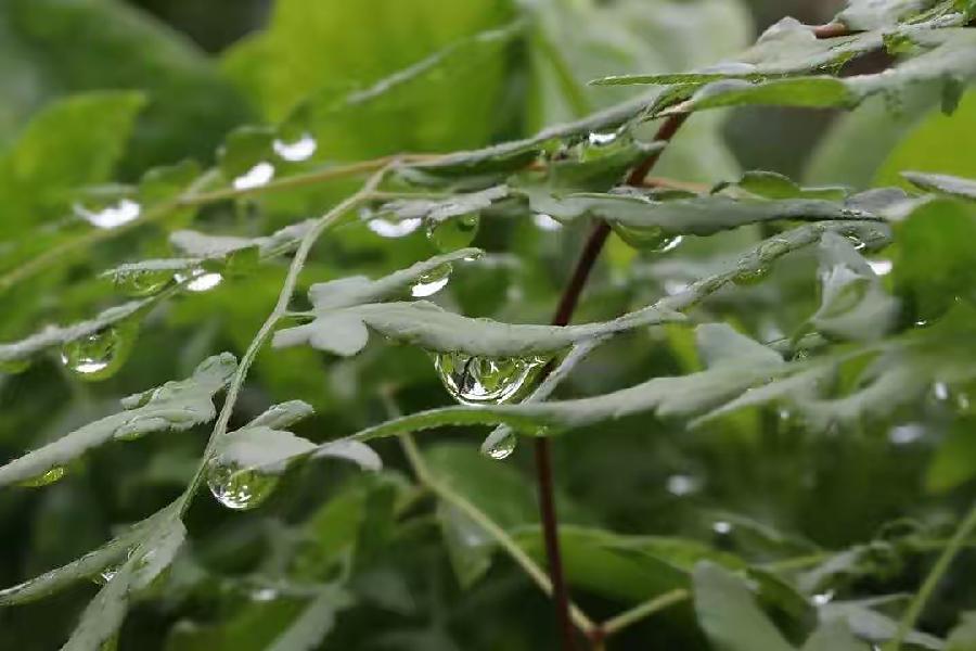【新诗大观】七月的一场雨||文/花惜柔（图2）