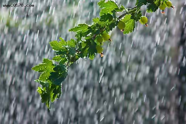 【新诗大观】七月的一场雨||文/花惜柔