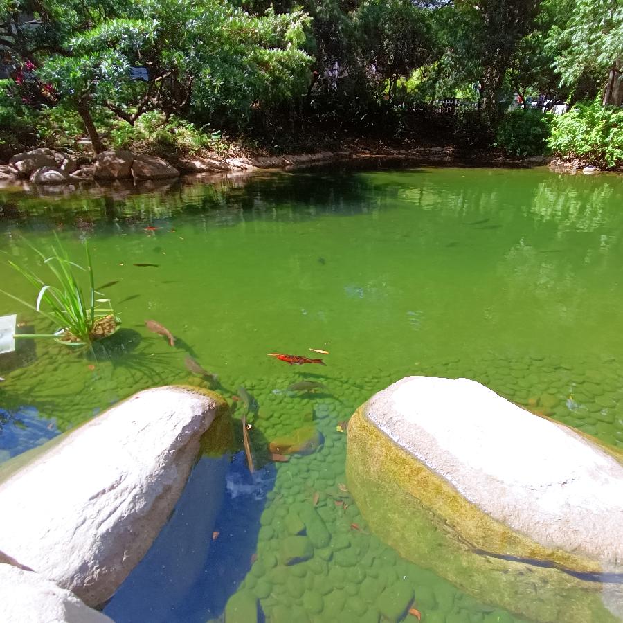 鱼游浅底（图14）