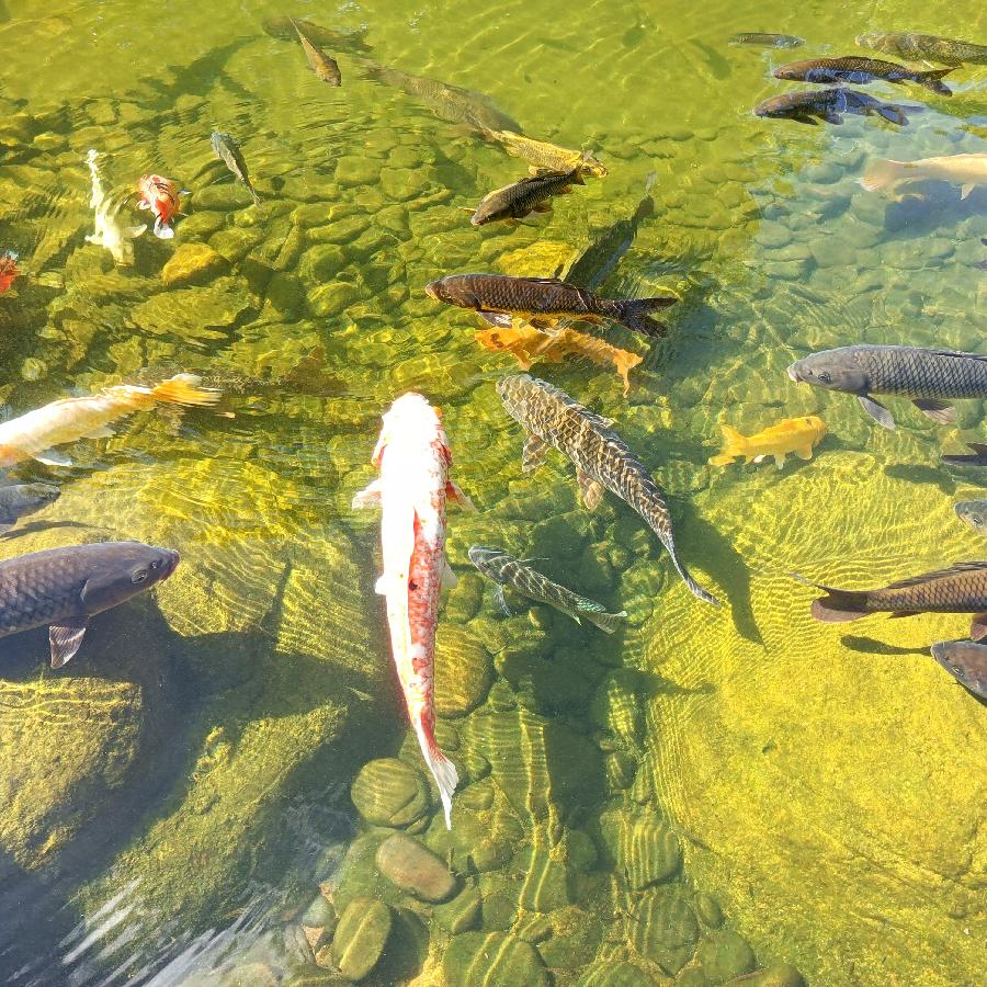 鱼游浅底（图17）