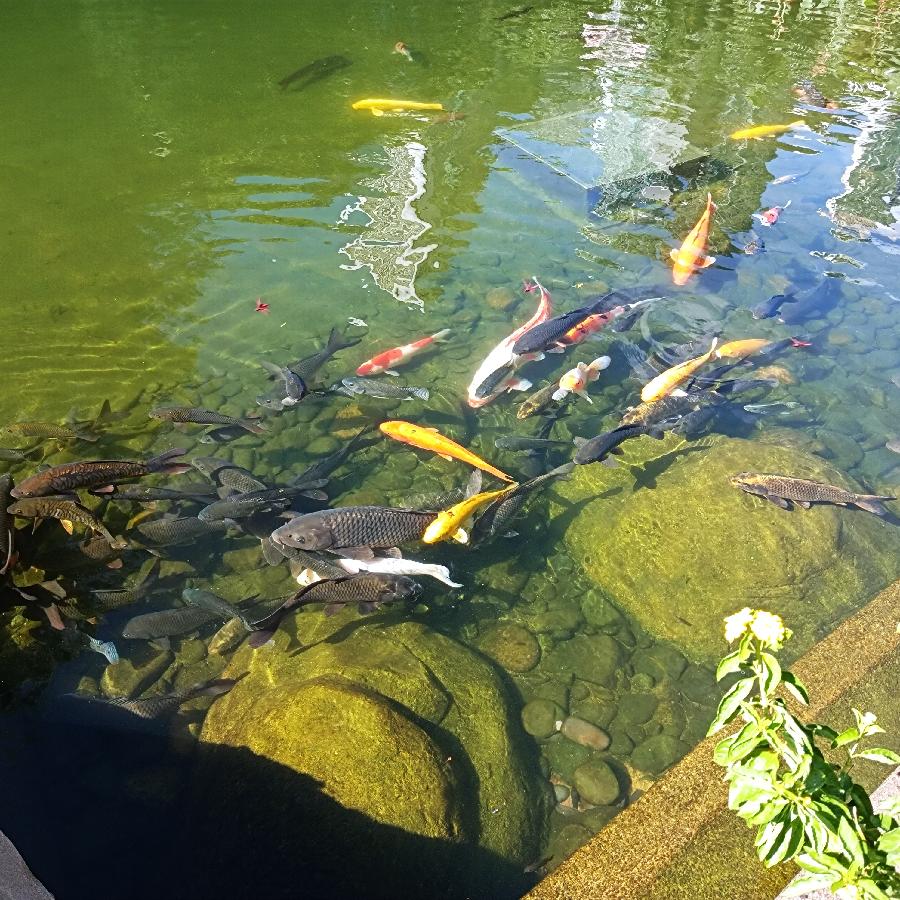 鱼游浅底（图18）