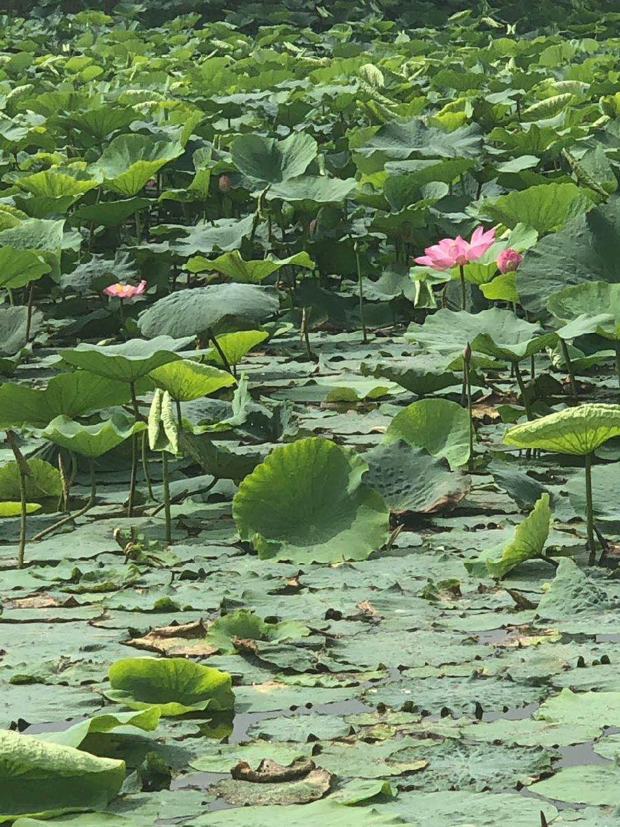 雨后出游