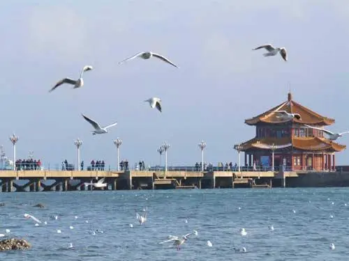 青岛赞（图15）