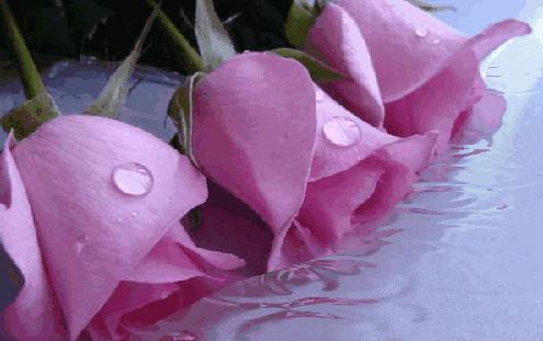 《爱在红墙内的秋雨》(此文:献给工作的地方)原创/南轩徐筱(南京)【冰心文化传媒】主编 冰心(图4)