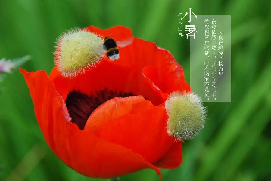 彦忠老师诗两首 主播：雪绣冰绮 编辑：小鱼儿 【北疆头条】（第249期）（图5）