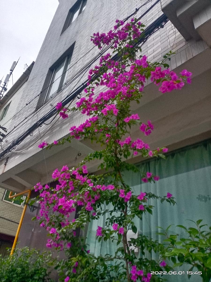 《凤鸣园》第16期王过关梁文君王建华马汉任茹意等人诗词书画(图23)