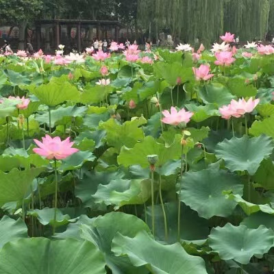《凤鸣园》第16期王过关梁文君王建华马汉任茹意等人诗词书画(图52)