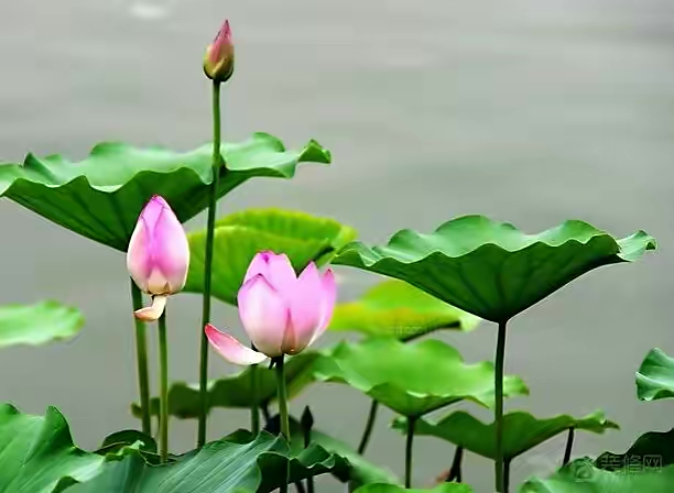 自己的世界——萧宽格言漫记534🌷海外華英刊（图6）
