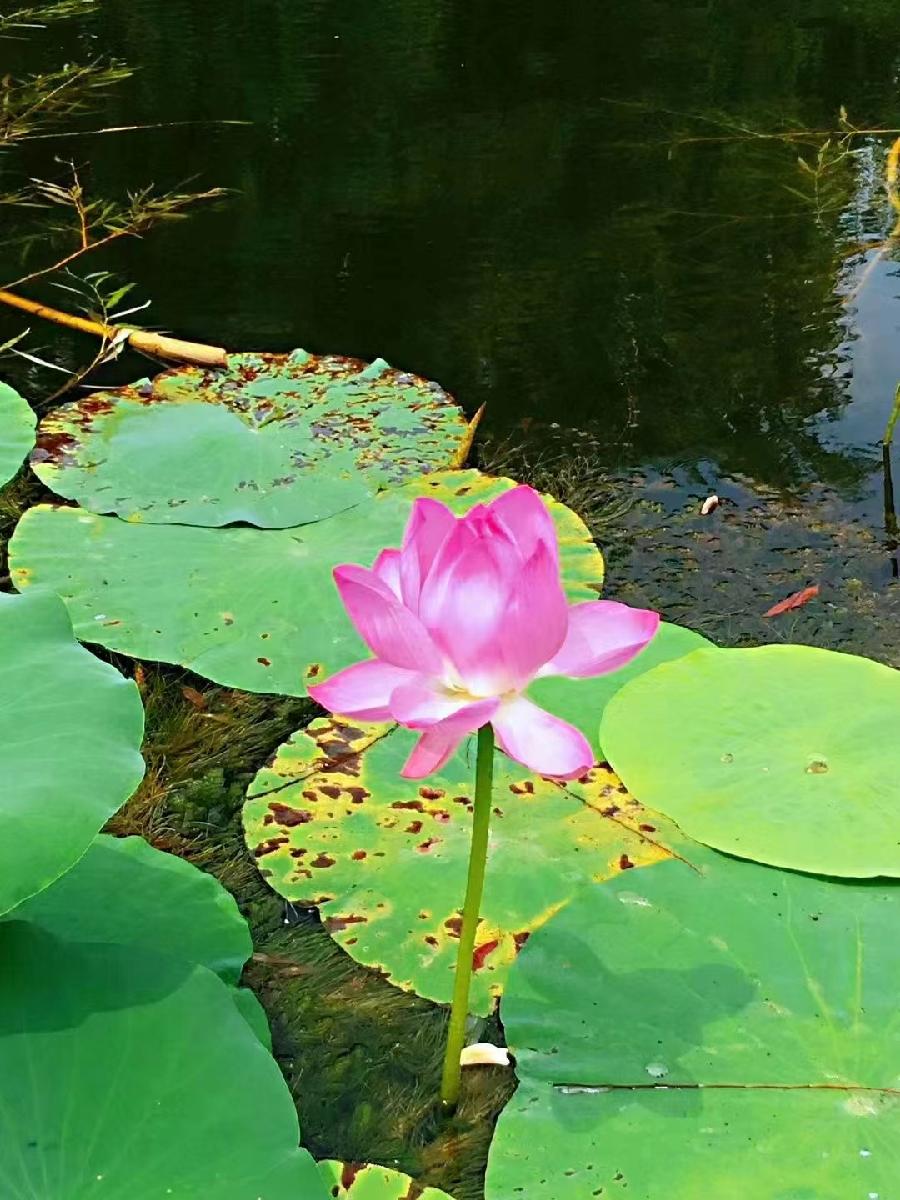 《0541-现代诗絮》（图12）