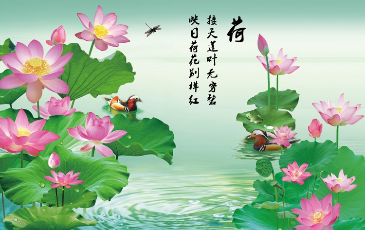月儿散文《夏荷雅韵》诵读：月儿 编辑：香乡 【北疆头条】（第248期）（图2）