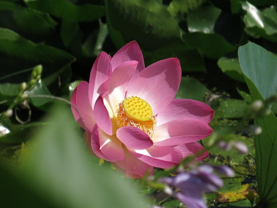 月儿散文《夏荷雅韵》诵读：月儿 编辑：香乡 【北疆头条】（第248期）（图14）