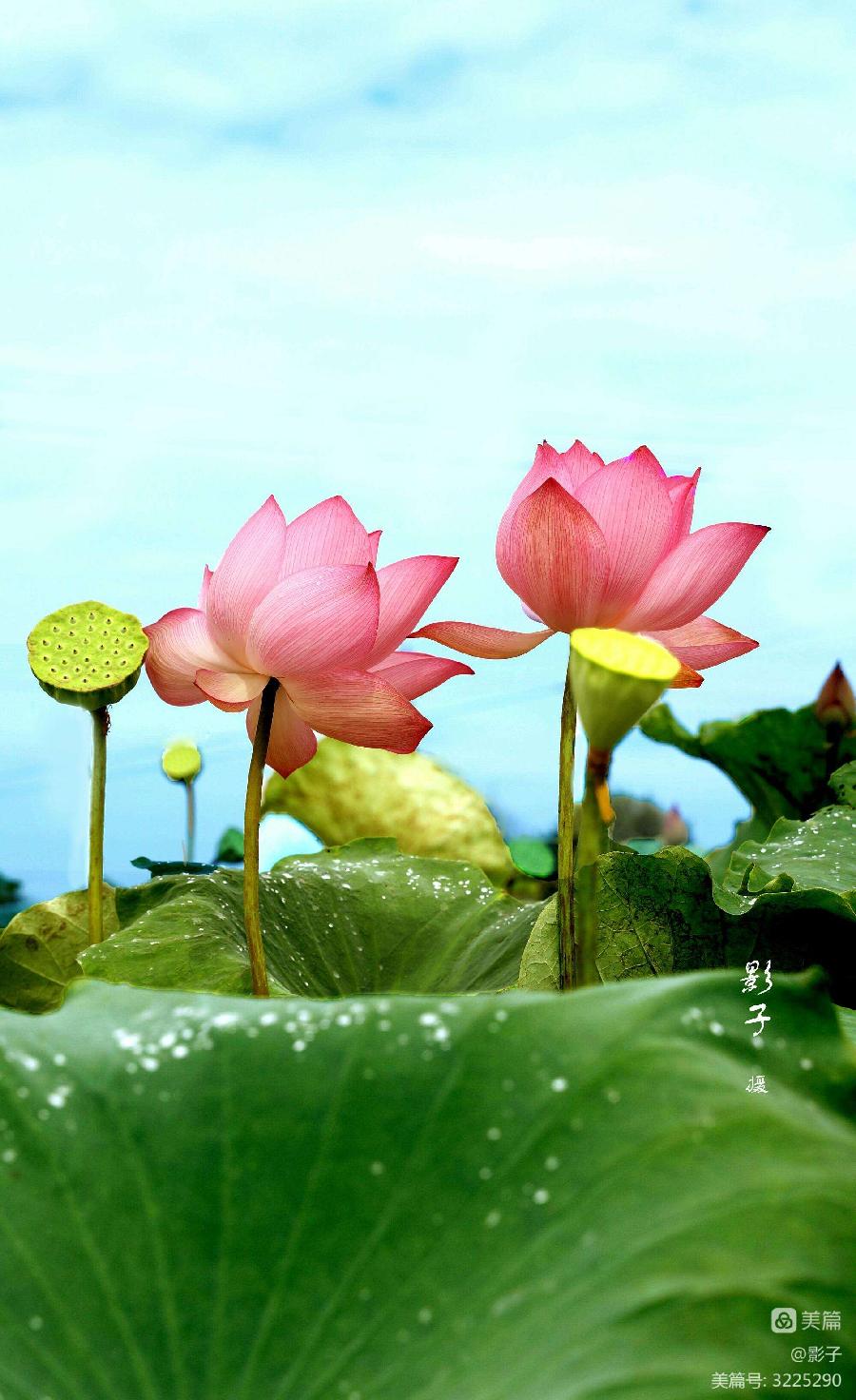 月儿散文《夏荷雅韵》诵读：月儿 编辑：香乡 【北疆头条】（第248期）（图18）