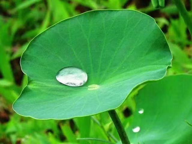 月儿散文《夏荷雅韵》诵读：月儿 编辑：香乡 【北疆头条】（第248期）（图8）