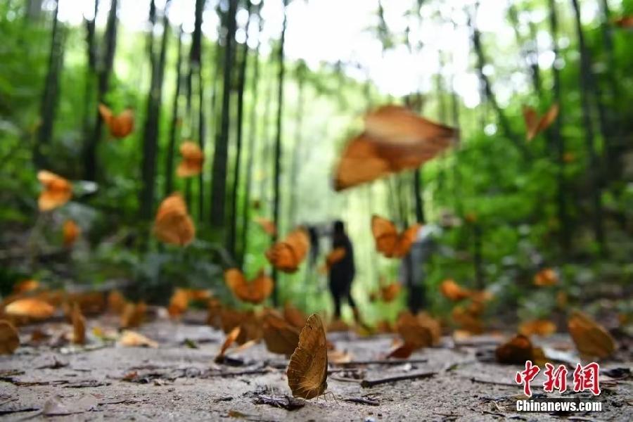《0542-古韵诗絮》(图7)