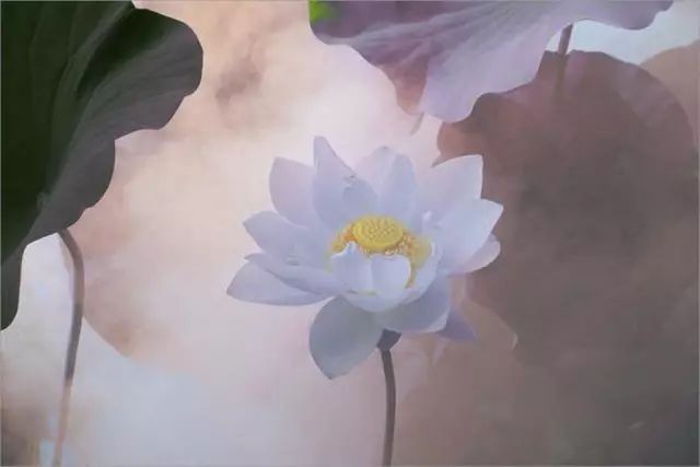 【当代文艺】《醉美荷香》作者：陈晨（图4）