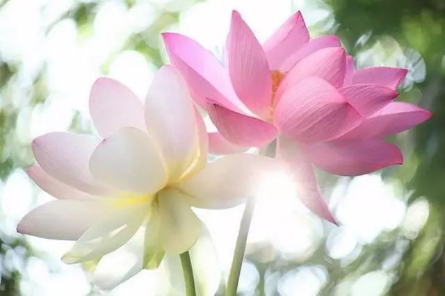 【当代文艺】《醉美荷香》作者：陈晨（图6）