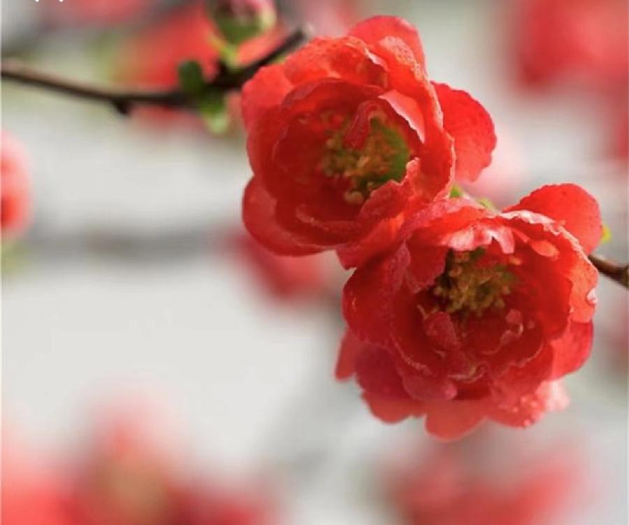 【雯荔之声】荔琴&焦文利合诵：生如夏花（图2）