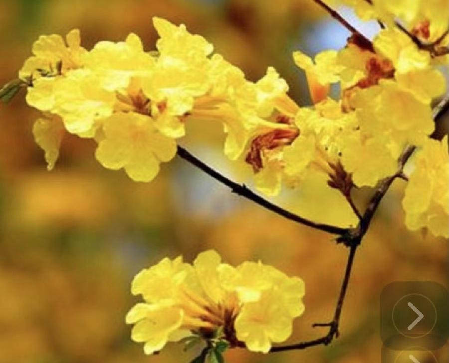 【雯荔之声】荔琴&焦文利合诵：生如夏花（图4）