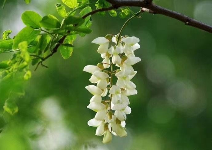 王爱君卜算子系列花草雅集23首:【冰心文化传媒】主编冰心(图4)